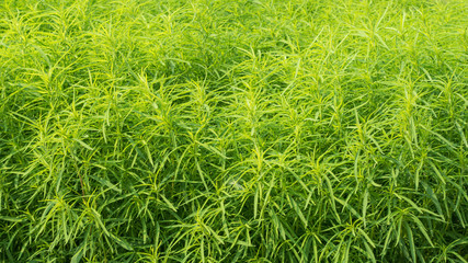 Fresh vibrant green grass, close-up. Natural background