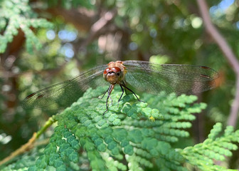 Dragonfly resting on a tree, wings poised to fly off