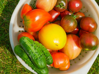 vegetables in a white bowl. in sunny weather homemade vegetables. natural products without additives and mgmo. A bowl of cherry tomatoes on a tree. View from above