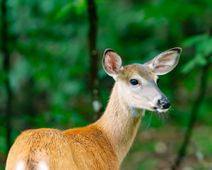Whitetail deer in the forest