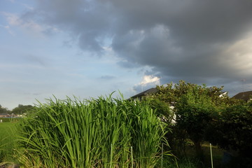 Fototapeta na wymiar 雨雲と自然