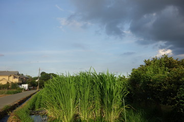 Fototapeta premium 雨雲と自然