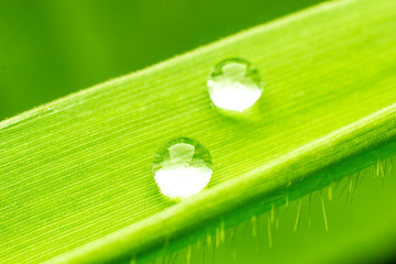  Green leaf drop