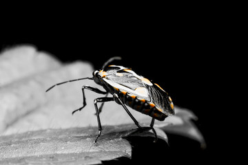  Small insect Black, yellow, white
