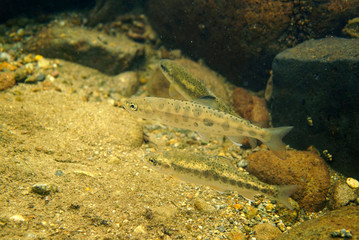 渓流魚