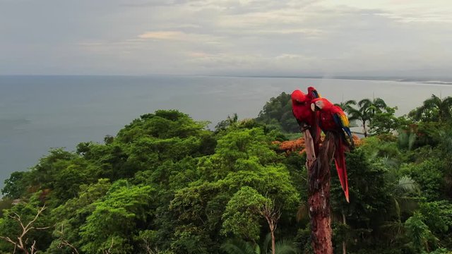 Aerial view of Scarlet Macaw pair in the wild close up wide angle