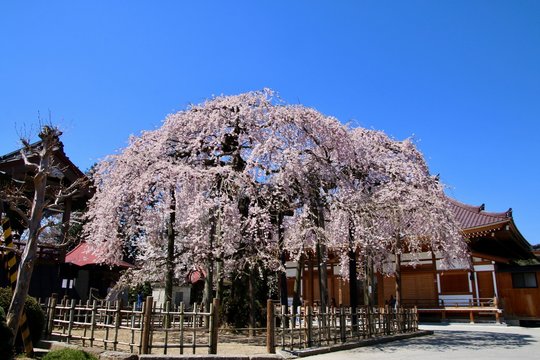円東寺のしだれ桜（福島県・二本松市）
