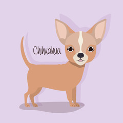 cute chihuahua dog pet character