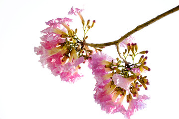 Closeup pink flower isolated on white background