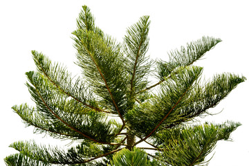 Pine leaves isolated on white background