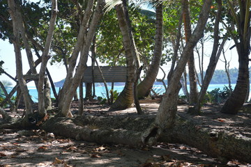Obraz premium Beach Palm Trees