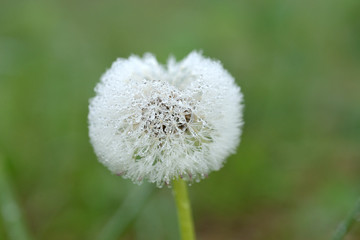 タンポポの綿毛