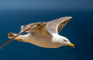 Sea Gulls close up Sea gulls in a rocky beach standing morning male and female geoland in morocco...