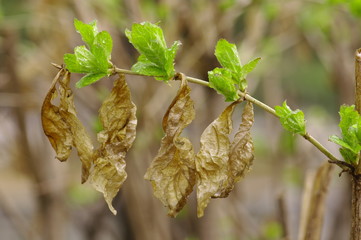 봄. 꽃. 새착. 잡초.
