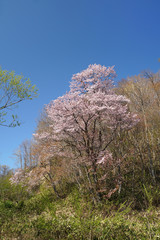 山桜