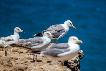 Sea Gulls close up Sea gulls in a rocky beach standing morning male and female geoland in morocco agadir