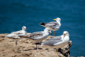 Sea Gulls close up Sea gulls in a rocky beach standing morning male and female geoland in morocco agadir