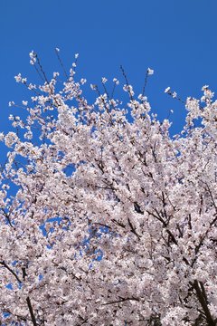 円東寺の桜（福島県・二本松市）