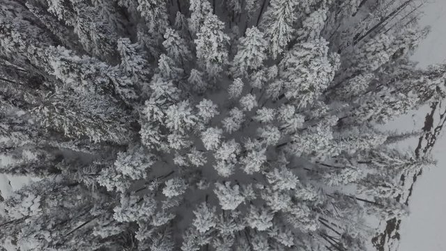[D-LOG] 4K Snowy Mountain forest trees
