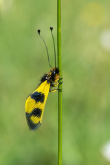 butterfly on flower