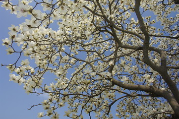 목련. 경주. 첨성대. 봄. 풍경. 백목련.