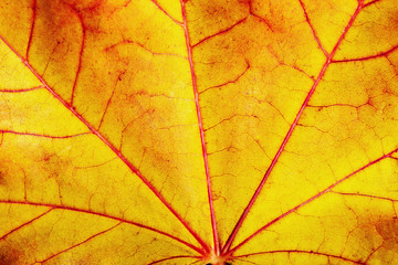 Fototapeta na wymiar Maple leaves background. Macro shot