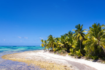 Obraz premium Aerial view on tropical island with coconut palm trees and turquoise caribbean sea