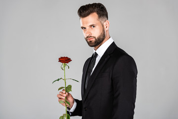 elegant bearded businessman in black suit with red rose isolated on grey