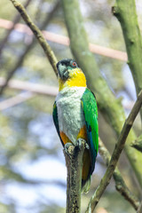 bird known as Green-thighed Parrot