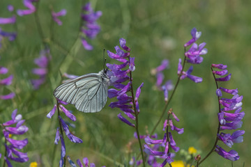 butterfly on a flower
