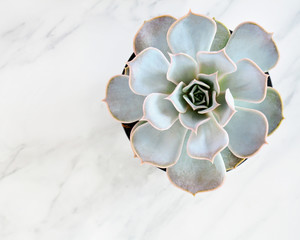 Grey Echeveria succulent on marble background