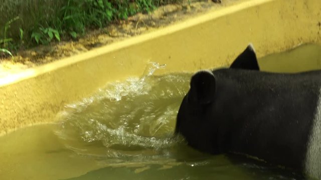 水遊びをするマレーバク 4K. / Malayan tapir, Tapirus indicus, Asian tapir, bathing in a pool. 4K