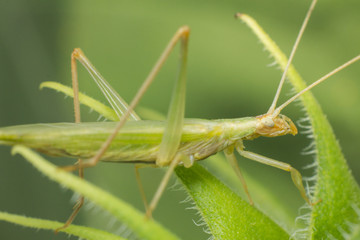 the grasshopper in macro view, the insect in nature