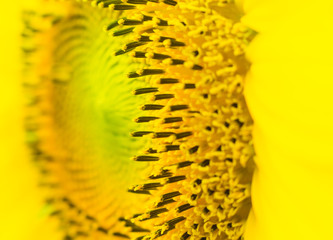 thw sunflower in macro view, close-up sunflower in farm