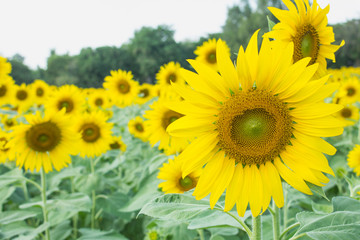thw sunflower in macro view, close-up sunflower in farm