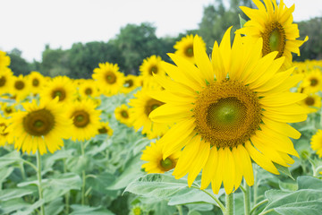Fototapeta premium thw sunflower in macro view, close-up sunflower in farm