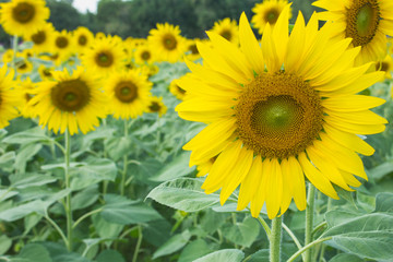 thw sunflower in macro view, close-up sunflower in farm