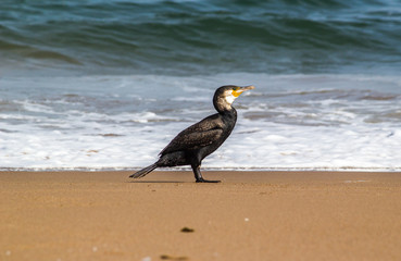 Bright portrait image in warm colors of a Phalacrocorax carbo (great cormorant, great black cormorant, black cormorant, large cormorant, black shag) standing on the beach