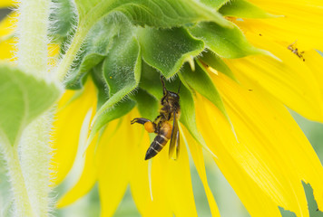 the bee working on sunflower, the insect in nature