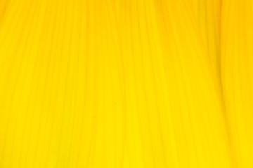 sunflower in macro view, close-up sunflower in farm