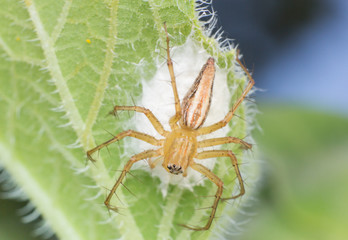 The spider in macro view, the spider in nature background
