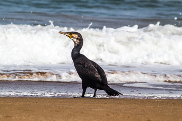 Bright portrait image in warm colors of a Phalacrocorax carbo (great cormorant, great black cormorant, black cormorant, large cormorant, black shag) standing on the beach