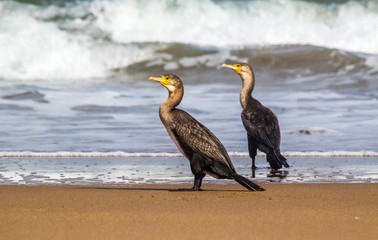 Bright portrait image in warm colors of a Phalacrocorax carbo (great cormorant, great black...