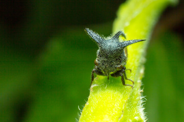 fly on a leaf