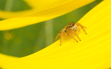The spider in macro view, the spider in nature background