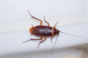 Close-up cockroach at home, macro of cockroach