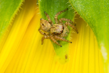 The spider in macro view, the spider in nature background