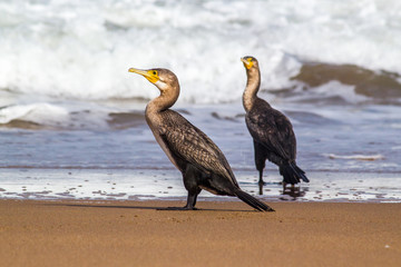 Bright portrait image in warm colors of a Phalacrocorax carbo (great cormorant, great black cormorant, black cormorant, large cormorant, black shag) standing on the beach
