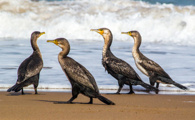 Bright portrait image in warm colors of a Phalacrocorax carbo (great cormorant, great black...