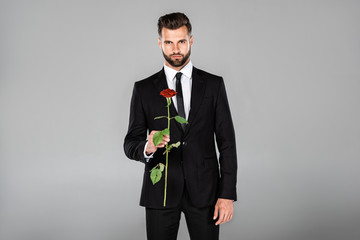 elegant handsome businessman in black suit holding red rose isolated on grey